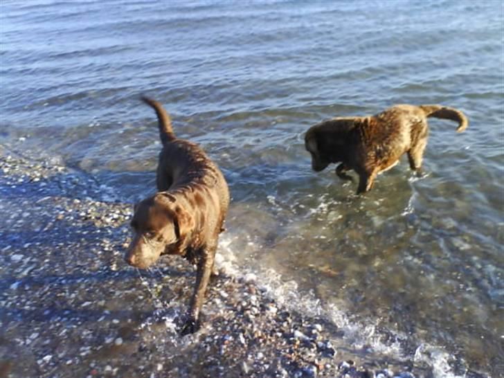 Labrador retriever tikki<3 R.I.P :'( - tv. tikki.. th sambo <33  billede 3