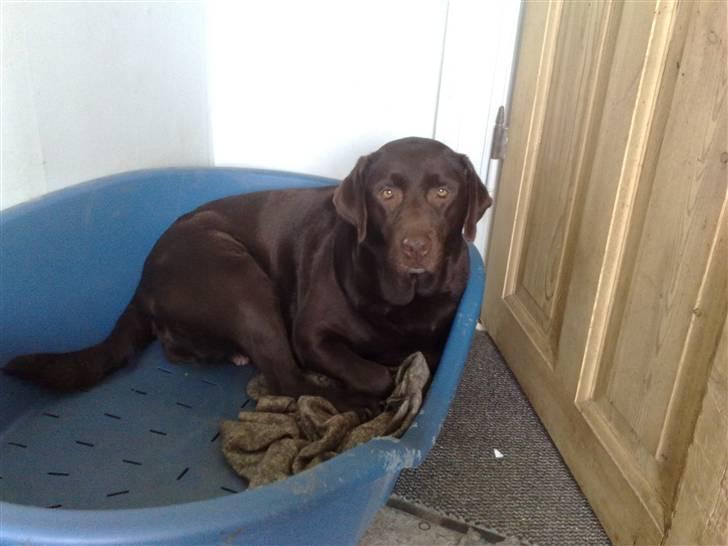 Labrador retriever tikki<3 R.I.P :'( - den dejlige tikki-pige <33  billede 5