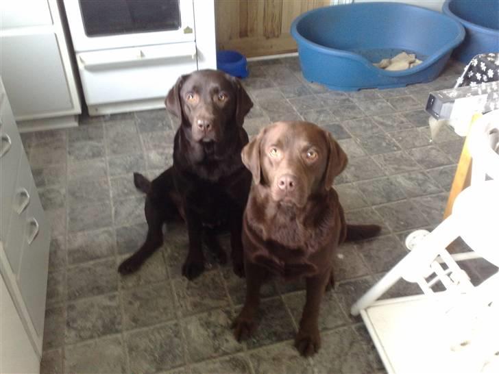 Labrador retriever tikki<3 R.I.P :'( - tv. tikki.. th. kenzo <33 billede 6