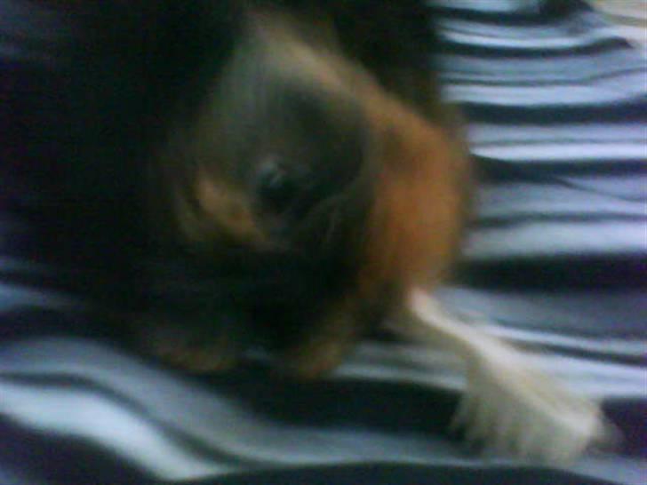 Yorkshire terrier lady - vil i ik godt lege med migh billede 13