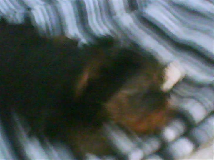 Yorkshire terrier lady billede 14