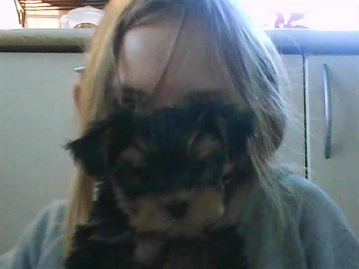 Yorkshire terrier lady - se mig jeg er STOR!!!! billede 15