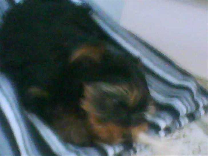 Yorkshire terrier lady billede 16