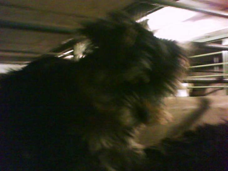 Yorkshire terrier lady - Se mig jeg rider på en hest vvviiii billede 17