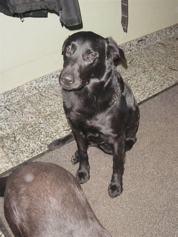 Labrador retriever Theis - Er jeg ikke bare lige så sød Som Snowy nej jeg er meget sødre hehe. Theis billede 13