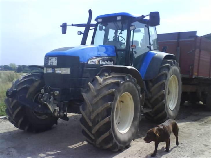 Labrador retriever tikki<3 R.I.P :'( - tikki ved miin traktor <33  billede 7