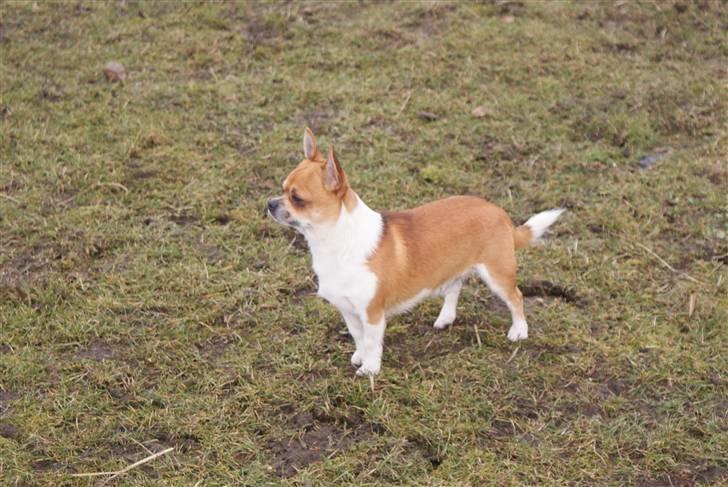 Chihuahua Timmy billede 1