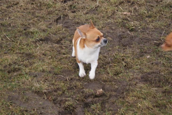 Chihuahua Timmy billede 2