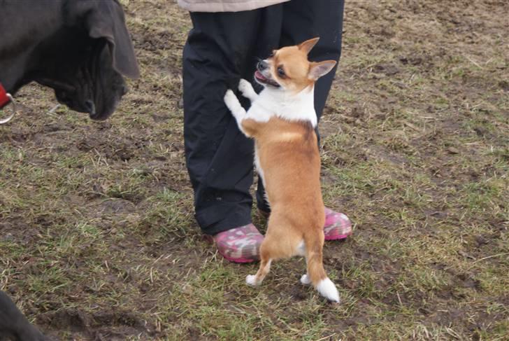 Chihuahua Timmy billede 3