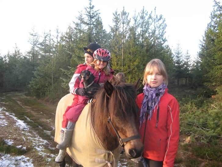 Gravhund Rita med hvalpe - her leger Rita kong-gulerod fordi hun er kommet højt til hest billede 7