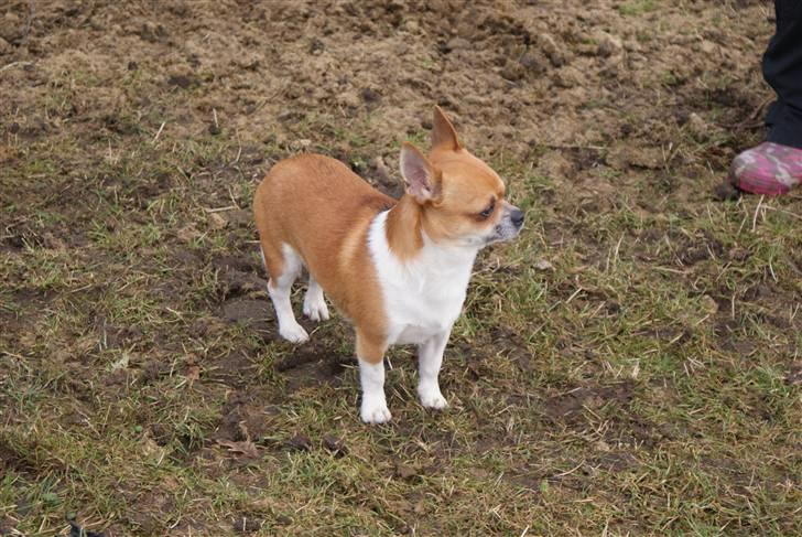 Chihuahua Timmy billede 4