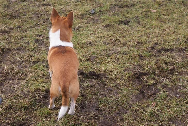 Chihuahua Timmy billede 5