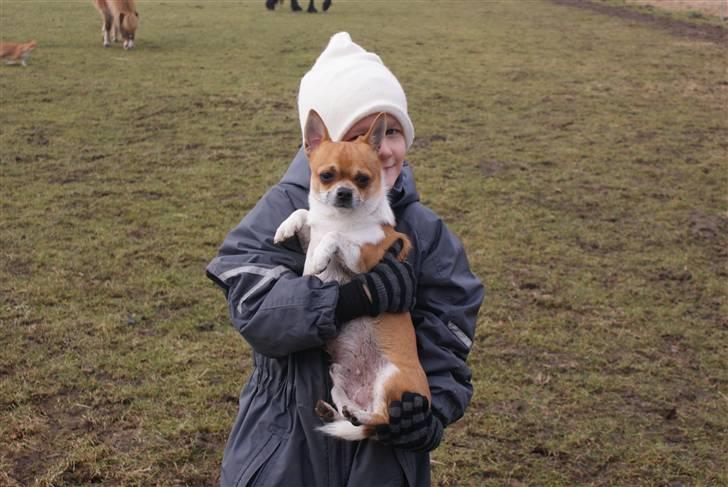 Chihuahua Timmy billede 6