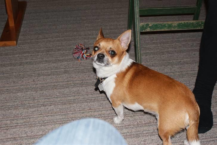 Chihuahua Timmy billede 7