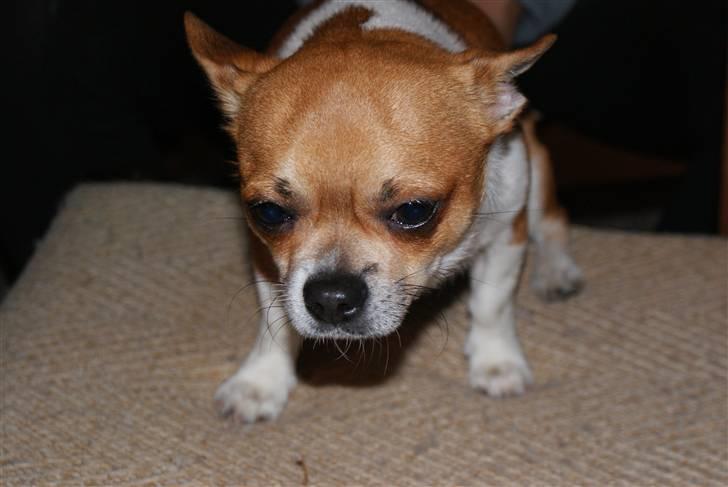 Chihuahua Timmy billede 8