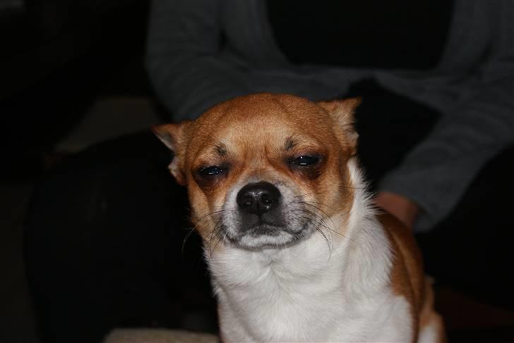 Chihuahua Timmy billede 9