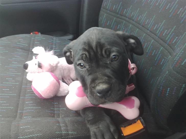 Amerikansk staffordshire terrier Nila billede 1