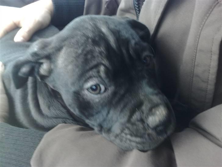 Amerikansk staffordshire terrier Nila billede 2