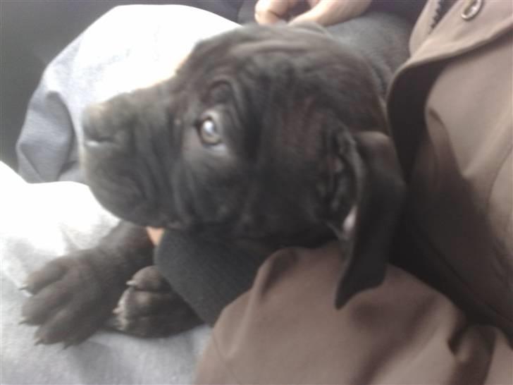 Amerikansk staffordshire terrier Nila billede 3