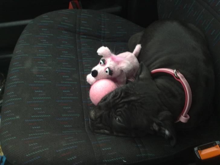 Amerikansk staffordshire terrier Nila billede 4