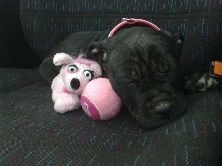 Amerikansk staffordshire terrier Nila billede 5