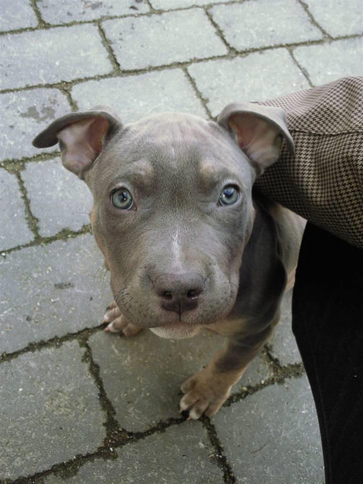 Amerikansk staffordshire terrier Capone( R.I.P) billede 8