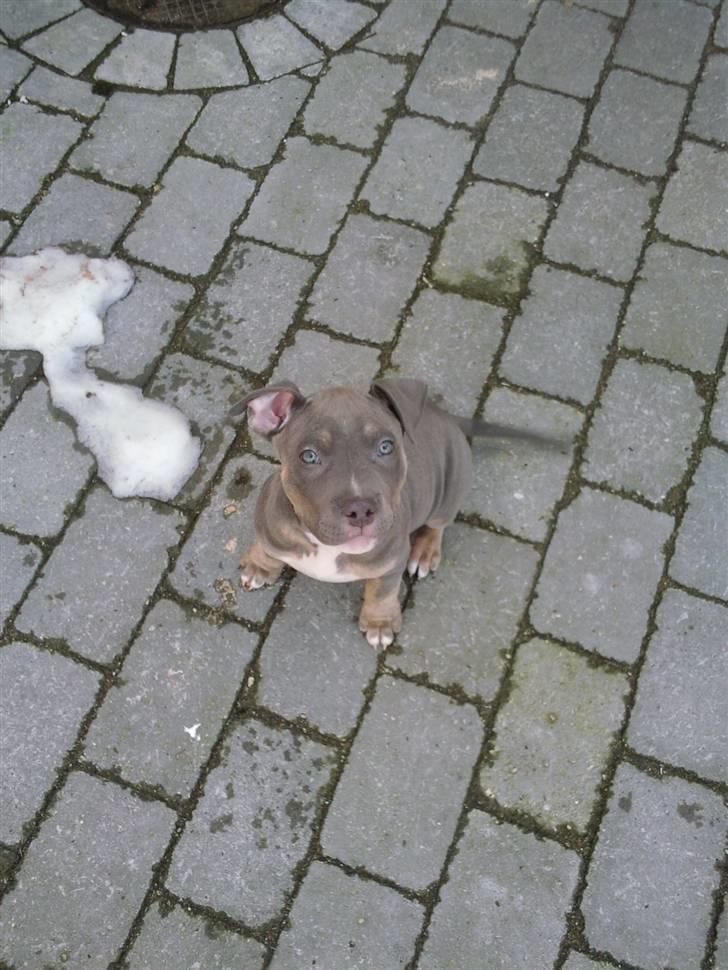 Amerikansk staffordshire terrier Capone( R.I.P) billede 9