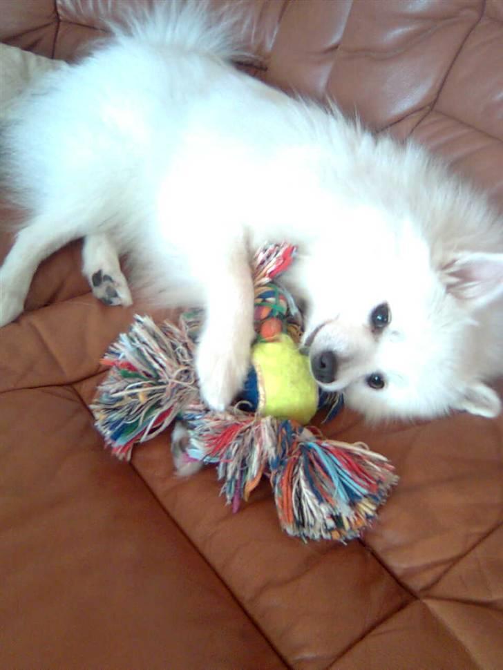 Volpino italiano Chulo - Hun ser rigtig fræk ud på det her billede. Billede: Mig billede 14