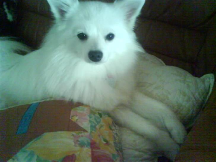 Volpino italiano Chulo - Chulo hygger på sofaen, på puden. Billede: Lillesøster Line billede 15