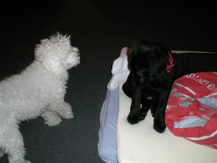Labrador retriever Vabbe - Ja ja Frodo, jeg skal nok stoppe med at drille dig.... billede 8