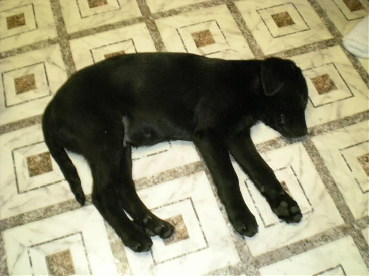 Labrador retriever Vabbe - Nogle gange bliver Vabbe så træt, at han næsten ser død ud... hi hi billede 9