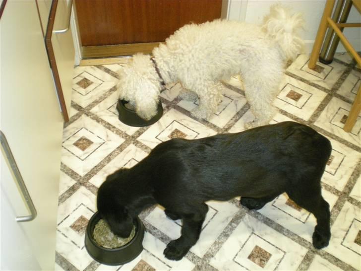 Labrador retriever Vabbe - Mums, dejligt med noget aftensmad. billede 10