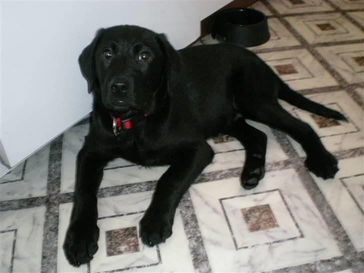 Labrador retriever Vabbe - Så er jeg blevet 12 uger, og vokser rigtig meget.... billede 11