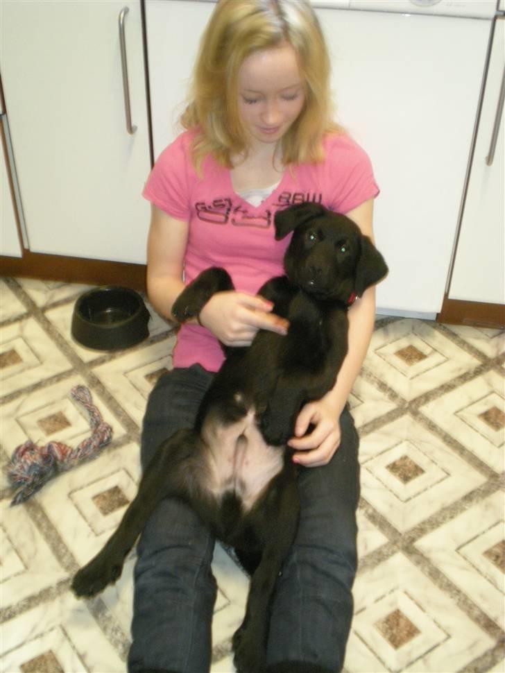 Labrador retriever Vabbe - Elsker at lege med Nanna, så kan vi rigtig tumle ;-) billede 12