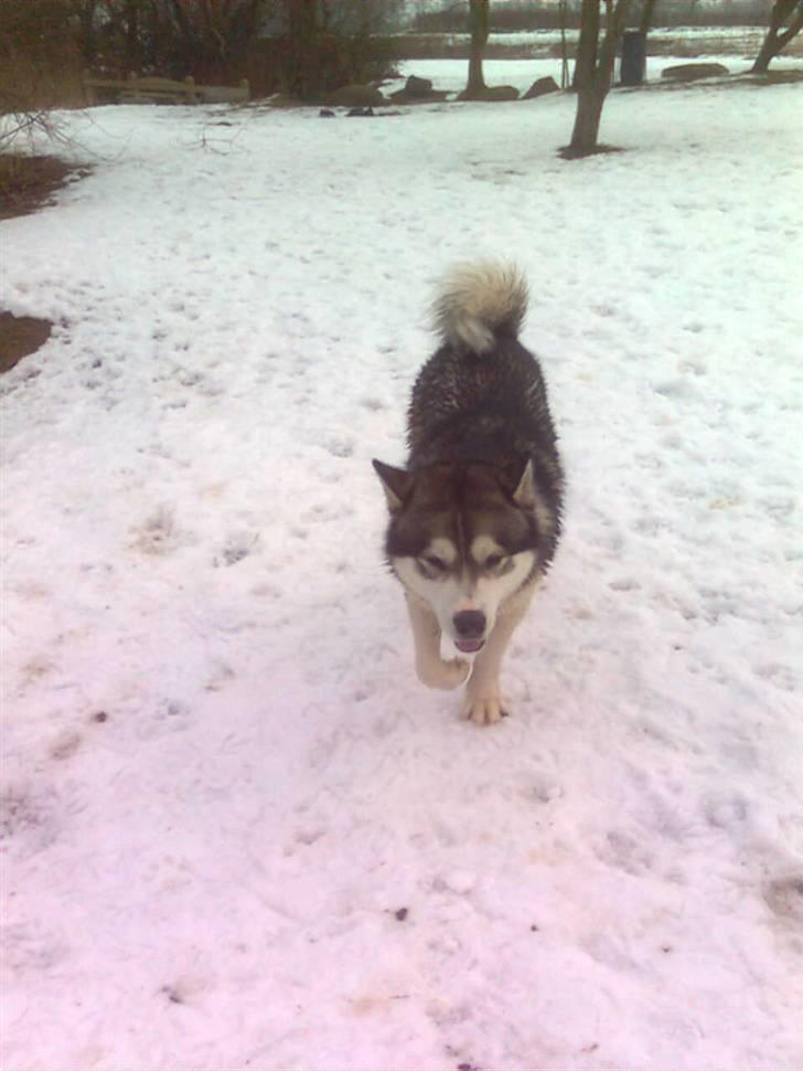 Alaskan malamute Simba  billede 16