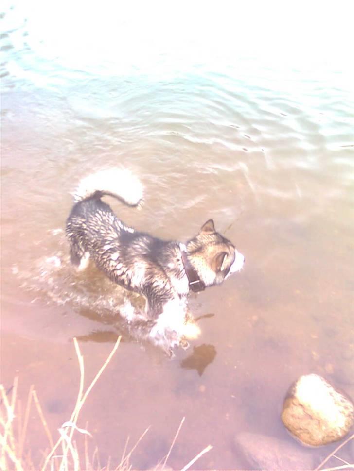 Alaskan malamute Simba  billede 17