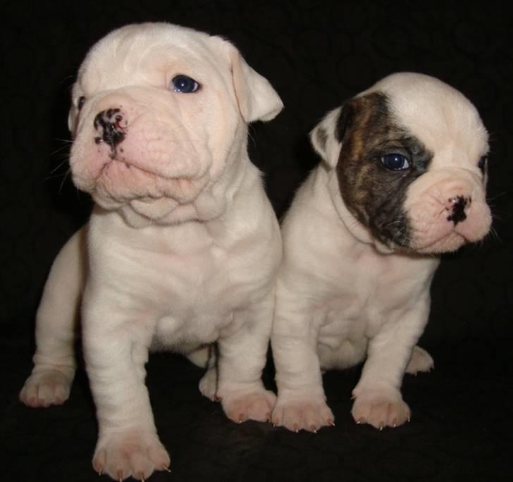 Amerikansk bulldog Kong Carnes Åse billede 7