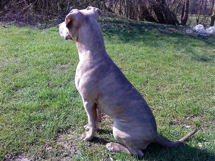 Amerikansk staffordshire terrier Shawty - ;) billede 6