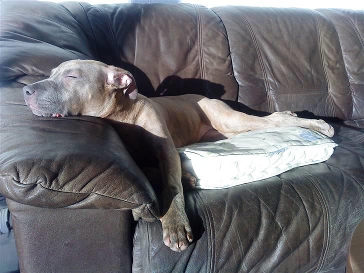 Amerikansk staffordshire terrier Shawty - Nyder solen ;) billede 7