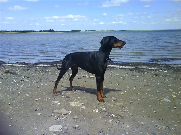 Dobermann kinnie billede 1