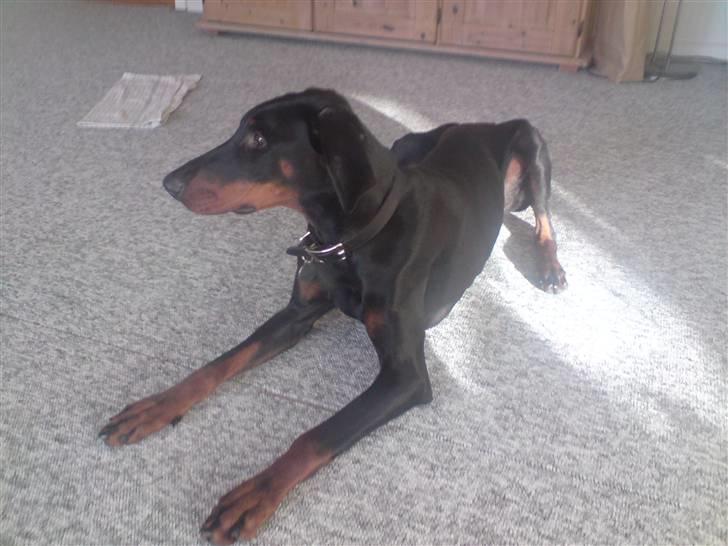Dobermann kinnie billede 2