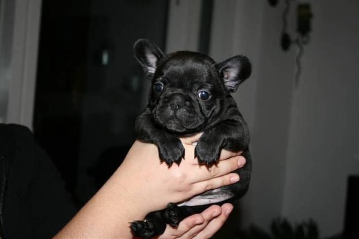 Fransk bulldog Valfers de Aimee (Kahlua) billede 16