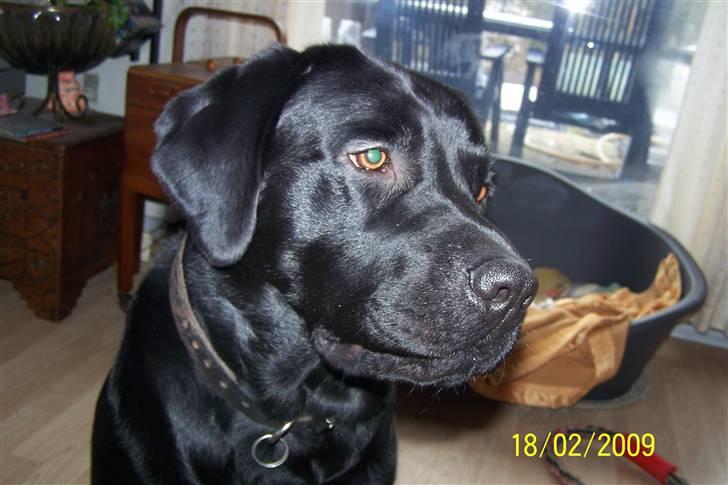 Labrador retriever Balder billede 1