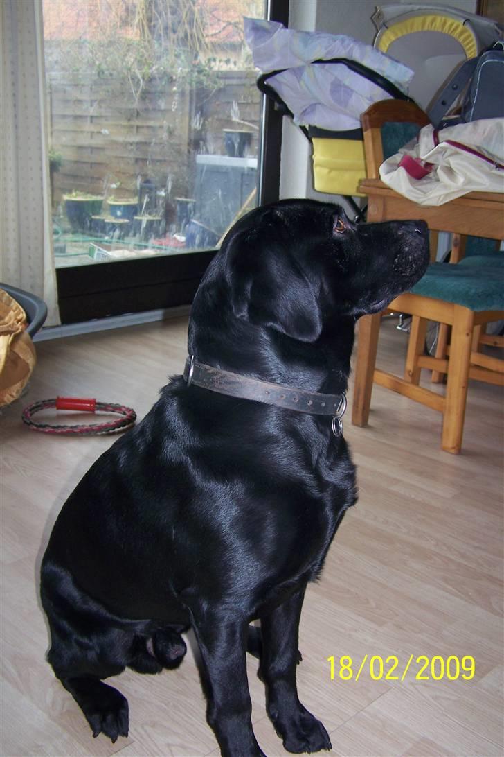 Labrador retriever Balder billede 2