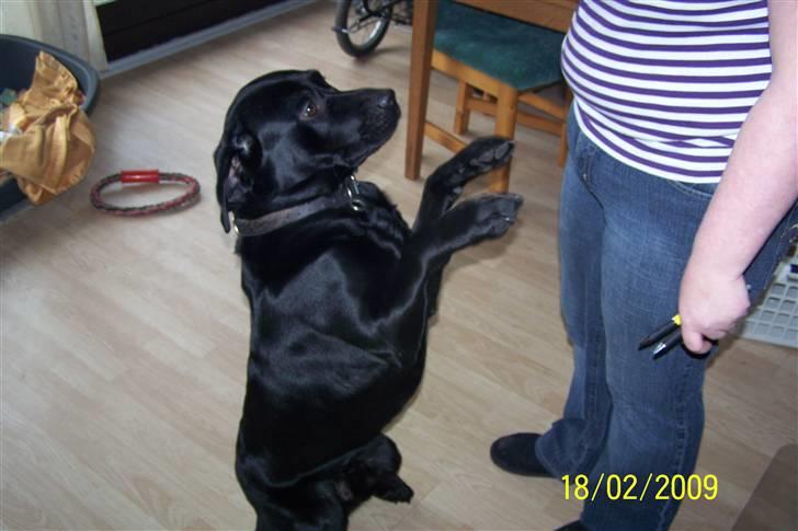 Labrador retriever Balder billede 3