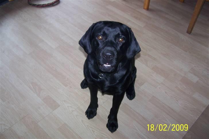 Labrador retriever Balder billede 4