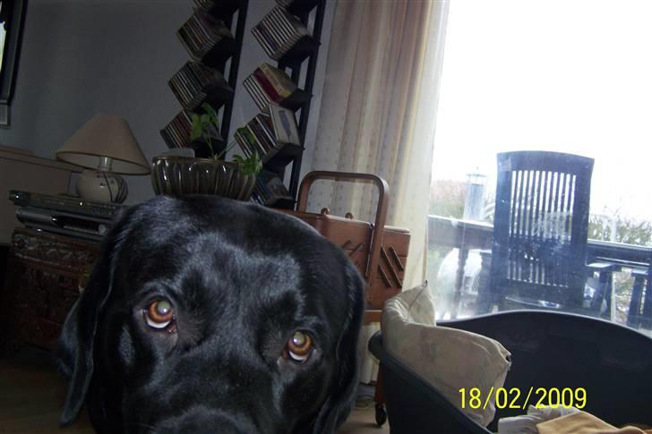 Labrador retriever Balder billede 5