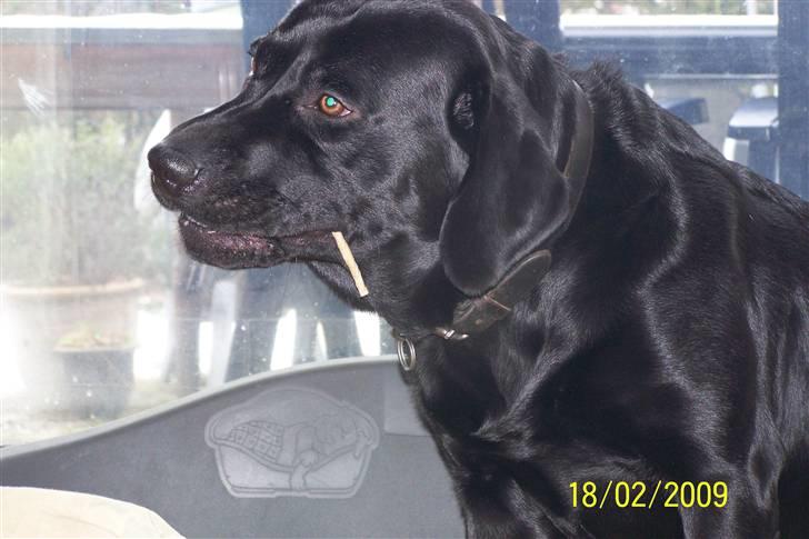 Labrador retriever Balder billede 6