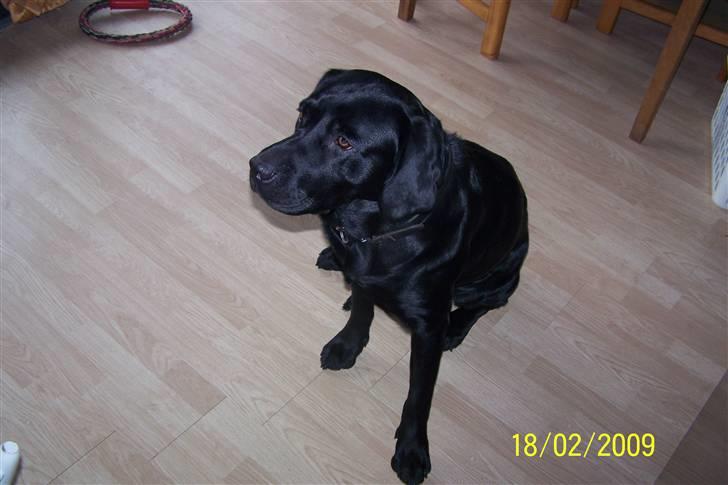 Labrador retriever Balder billede 7