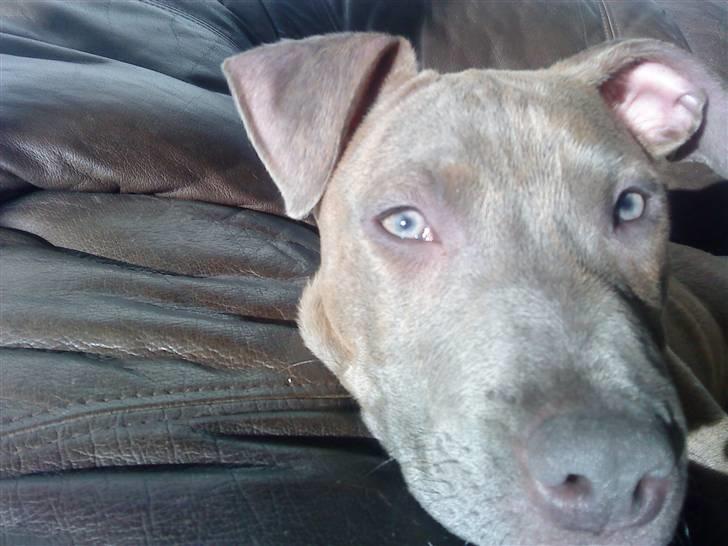 Amerikansk staffordshire terrier Shawty - Se mine smukke øjne *blink* billede 8